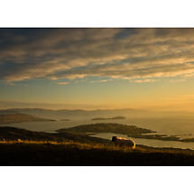 Alternate image for Sheep on the Ring of Kerry Photographic Print